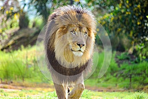 Large African Male Lion walking in the grass