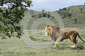 Large African male lion walking in green savannah of Tanzania, Africa