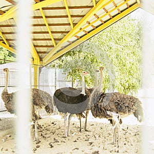 Large African ostrich walks on a bird farm