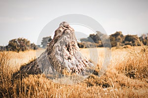 A large African Termite ant Mound in the wilds of the Okavango Delta In Botswana. photo