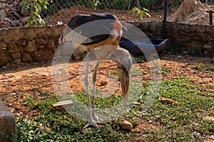 Large African wading bird with thick bill and orange featherless neck in cage