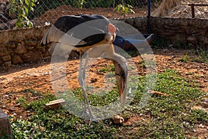 Large African wading bird with thick bill and orange featherless neck in cage