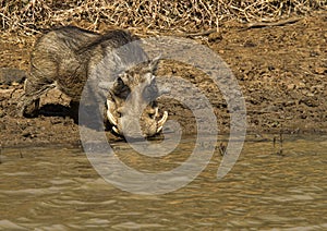 Large african warthog