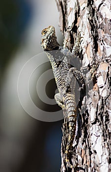 Large agama lizard sits on a the pine tree in Turkey -Stellagama stellio