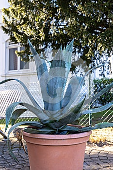 Large agave plant in a pot outside on a blurred background.