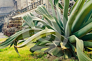 Large Agave Plant Templo Mayor Mexico City Mexico photo