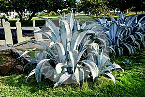 Large Agave plants