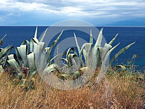 Large Agave Plants Beside Sea