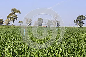 A large agriculture sprinkler wetting a newly planted corn field