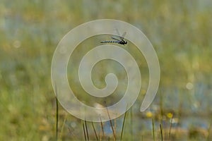 Large Airborne Canada Darner Dragonfly