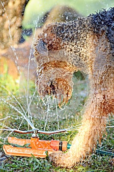 Large Airedale Terrier dog playing in water