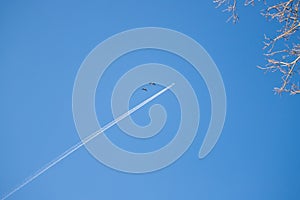 A large airliner flies in the air. There are white clouds and a trail behind the plane in the blue sky. Two wild geese are flying