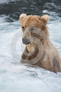 Large Alaskan brown bear at Brooks Falls
