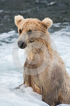 Large Alaskan brown bear at Brooks Falls