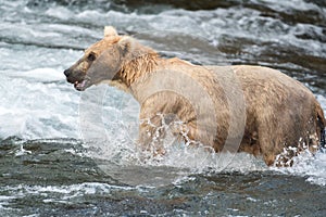 Large Alaskan brown bear at Brooks Falls