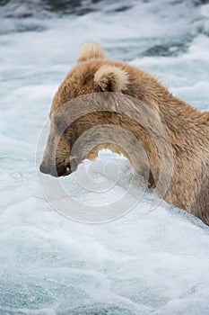 Large Alaskan brown bear at Brooks Falls