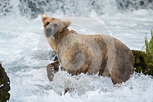 Large Alaskan brown bear at Brooks Falls