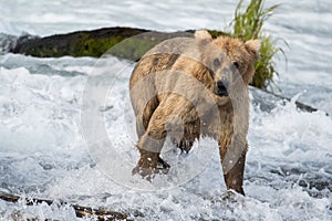 Large Alaskan brown bear at Brooks Falls