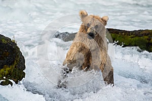 Large Alaskan brown bear at Brooks Falls