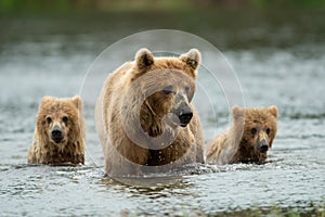 Alaskan brown bear