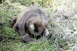 Large Alaskan brown bear sleeping in the woods