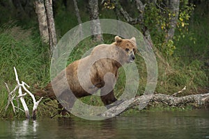 Large Alaskan brown bear sow