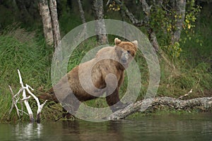 Large Alaskan brown bear sow