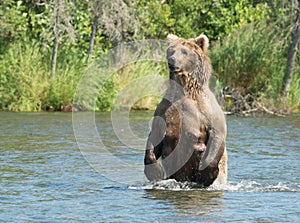 Large Alaskan brown bear sow in water