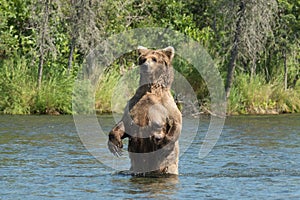 Large Alaskan brown bear sow in water
