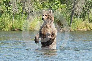 Large Alaskan brown bear sow in water