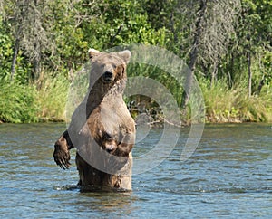 Large Alaskan brown bear sow in water