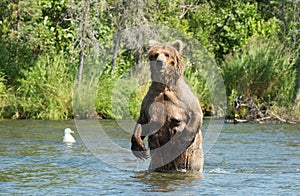 Large Alaskan brown bear sow in water