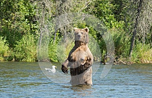 Large Alaskan brown bear sow in water