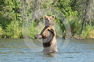 Large Alaskan brown bear sow in water