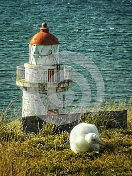 A large albatros chick with lighthouse on the background