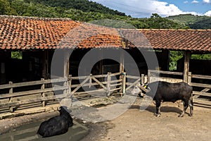 A large albino buffalo feeds in the stall on ranch