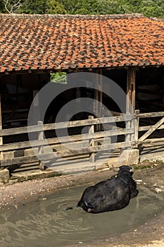 A large albino buffalo feeds in the stall on ranch