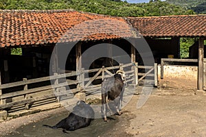 A large albino buffalo feeds in the stall on ranch