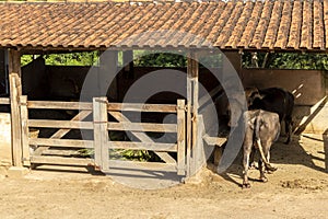 A large albino buffalo feeds in the stall on ranch