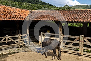 A large albino buffalo feeds in the stall on ranch