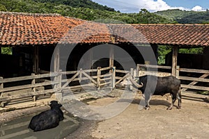 A large albino buffalo feeds in the stall on ranch