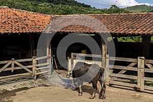 A large albino buffalo feeds in the stall on ranch