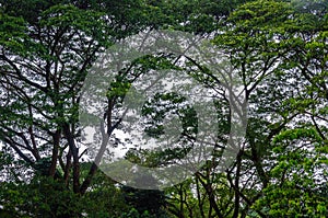 Large Albizzia lebbek (Siris) trees photo