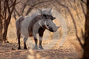 Large Alert Warthog Male