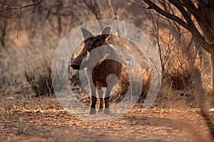 Large Alert Warthogs Male