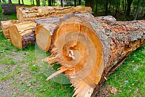 Large alignments of wood lie on the ground in the forest. Deforestation, destruction of nature, a global problem photo