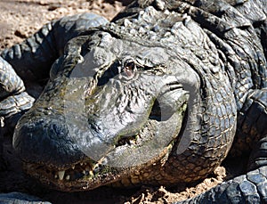 Large Alligator