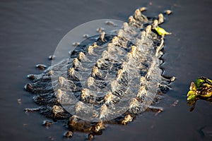 Large alligator back laying in the water under the sun