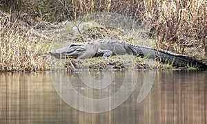 Large alligator basking on the bank of Okefenokee Suwannee Sill Recreation Area  Georgia USA