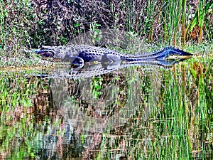 Large alligator basking on the beach of a marsh pond